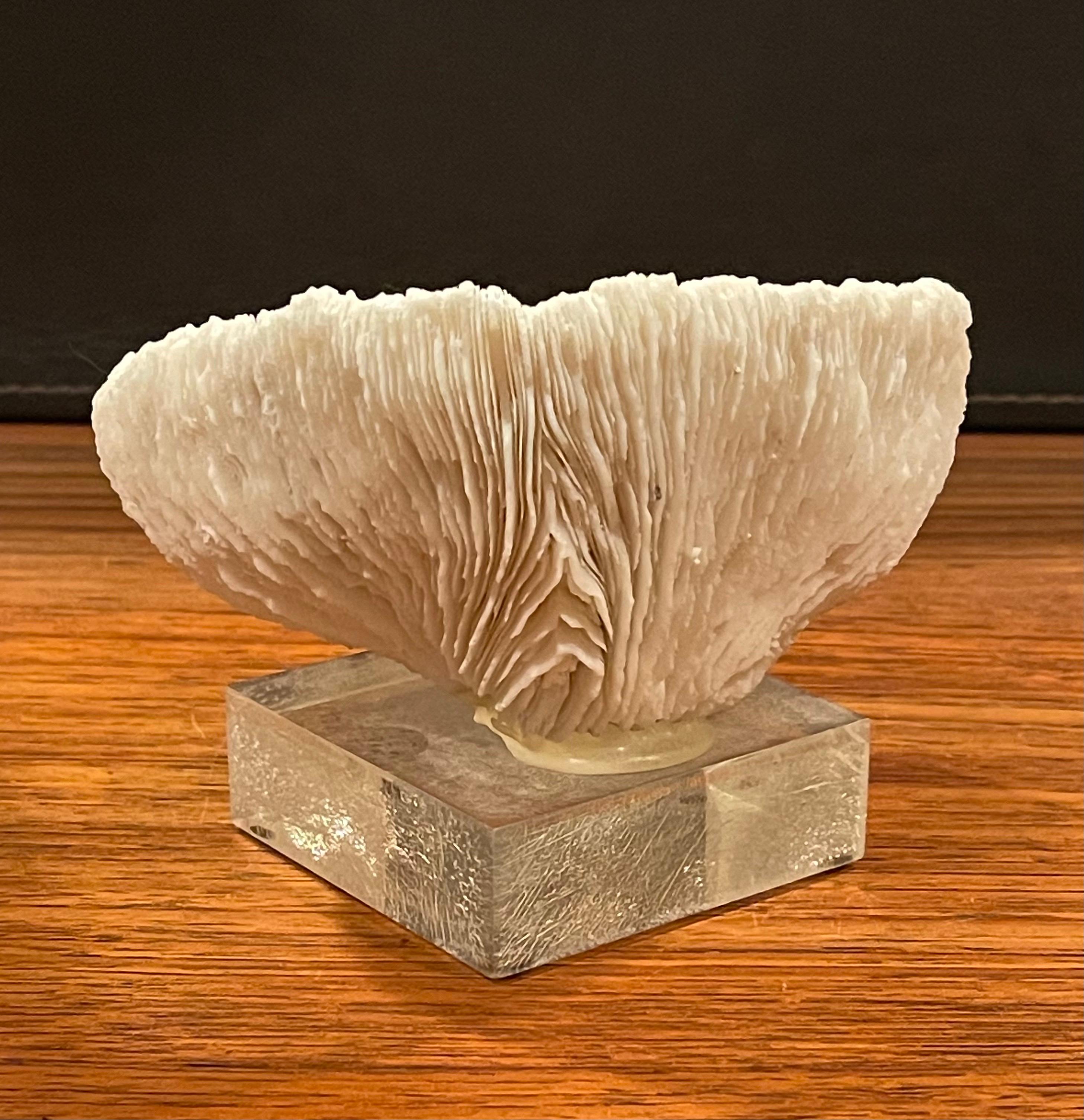 American Organic Sculptural Coral Specimen on Lucite Base