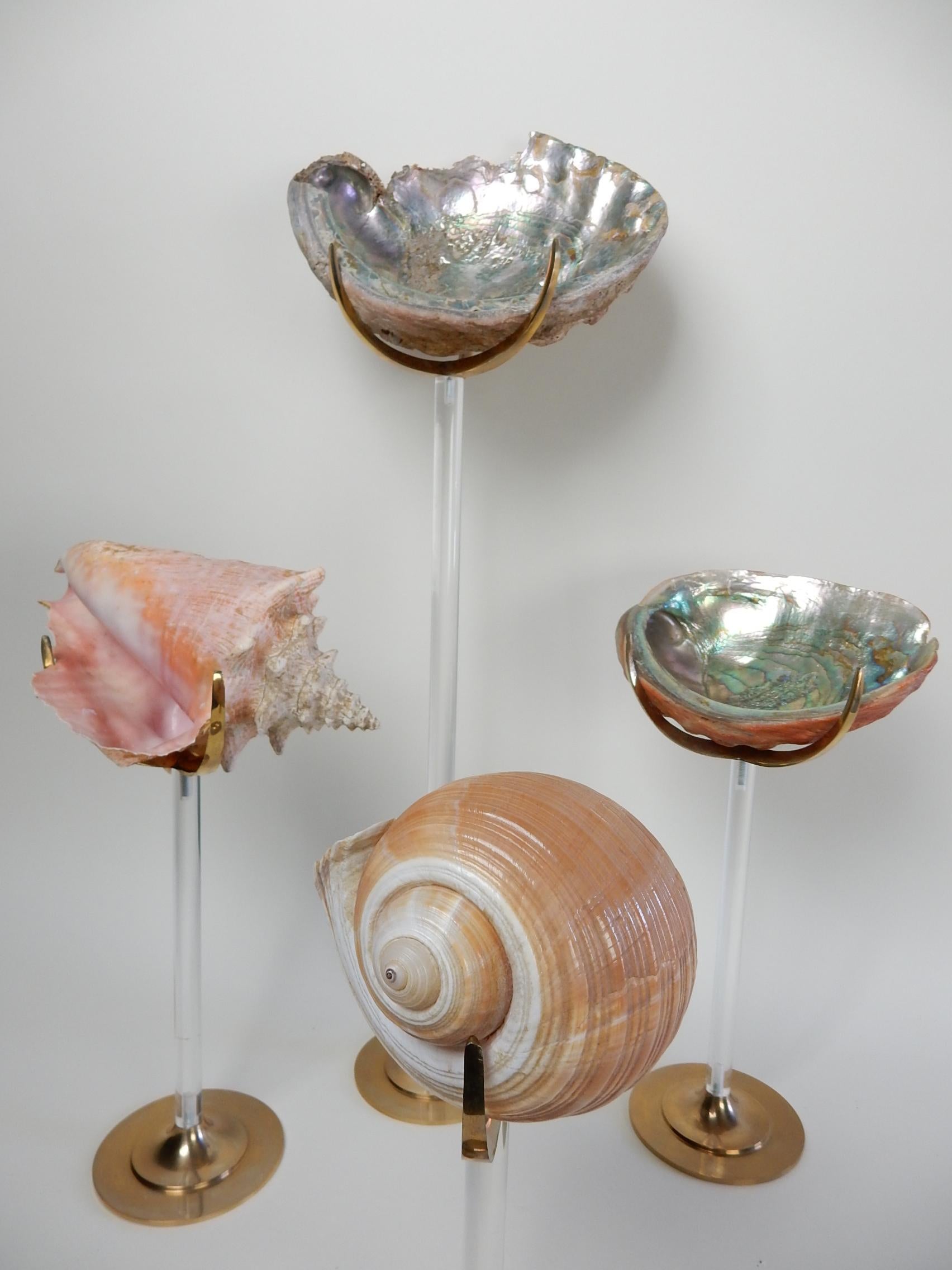 A set of four Arthur Court designed natural sculptures consisting of 4 brass and Lucite stands with collected shell specimens.
Arthur Court (1928-2015) was a renowned California designer, mineral enthusiast and outdoor adventurer. Using nature as