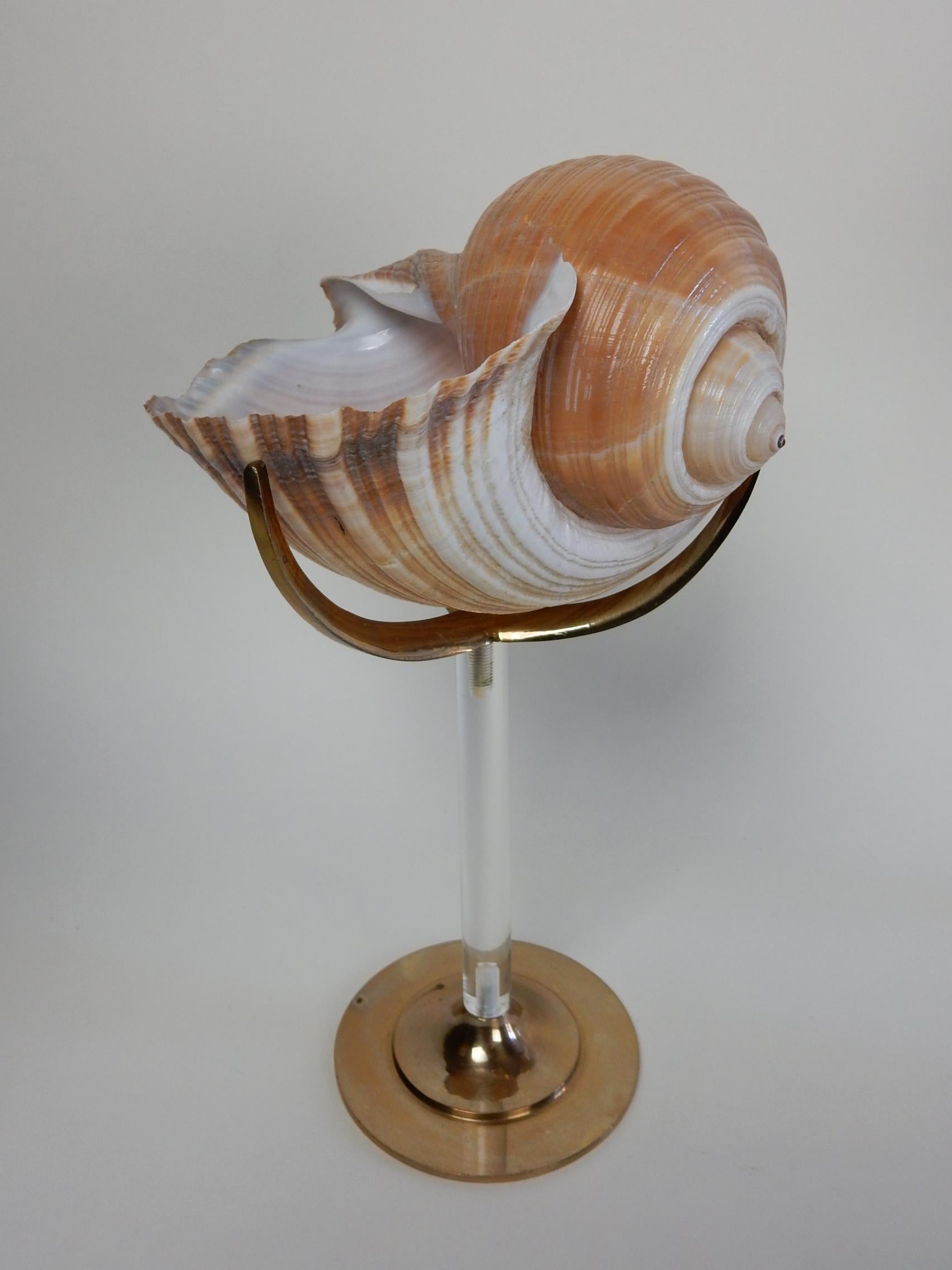 Late 20th Century Organic Sculpture by Arthur Court, Lucite and Brass with Conch and Abalone Shell