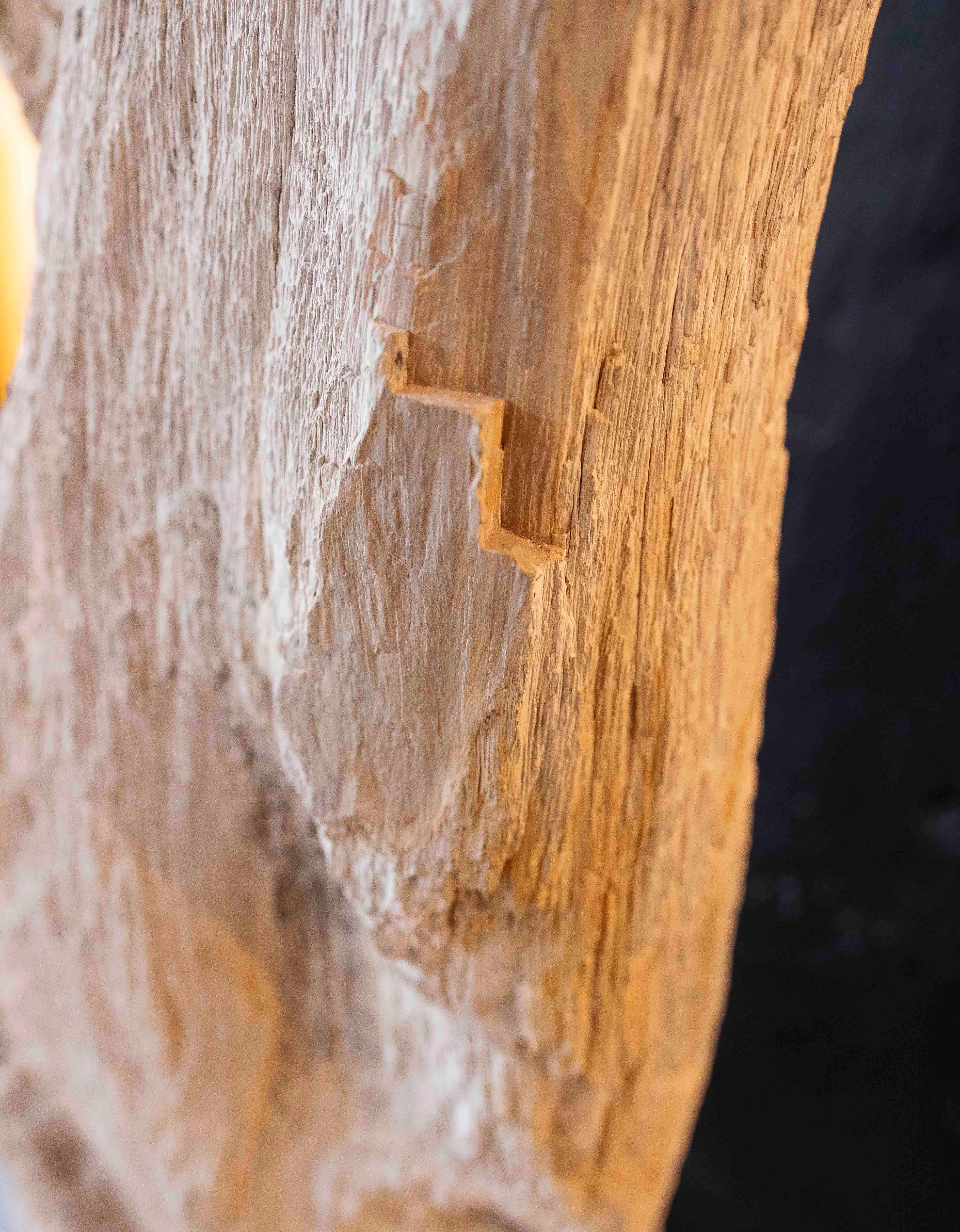 Scultura organica di un albero fossilizzato con base in legno in vendita 5