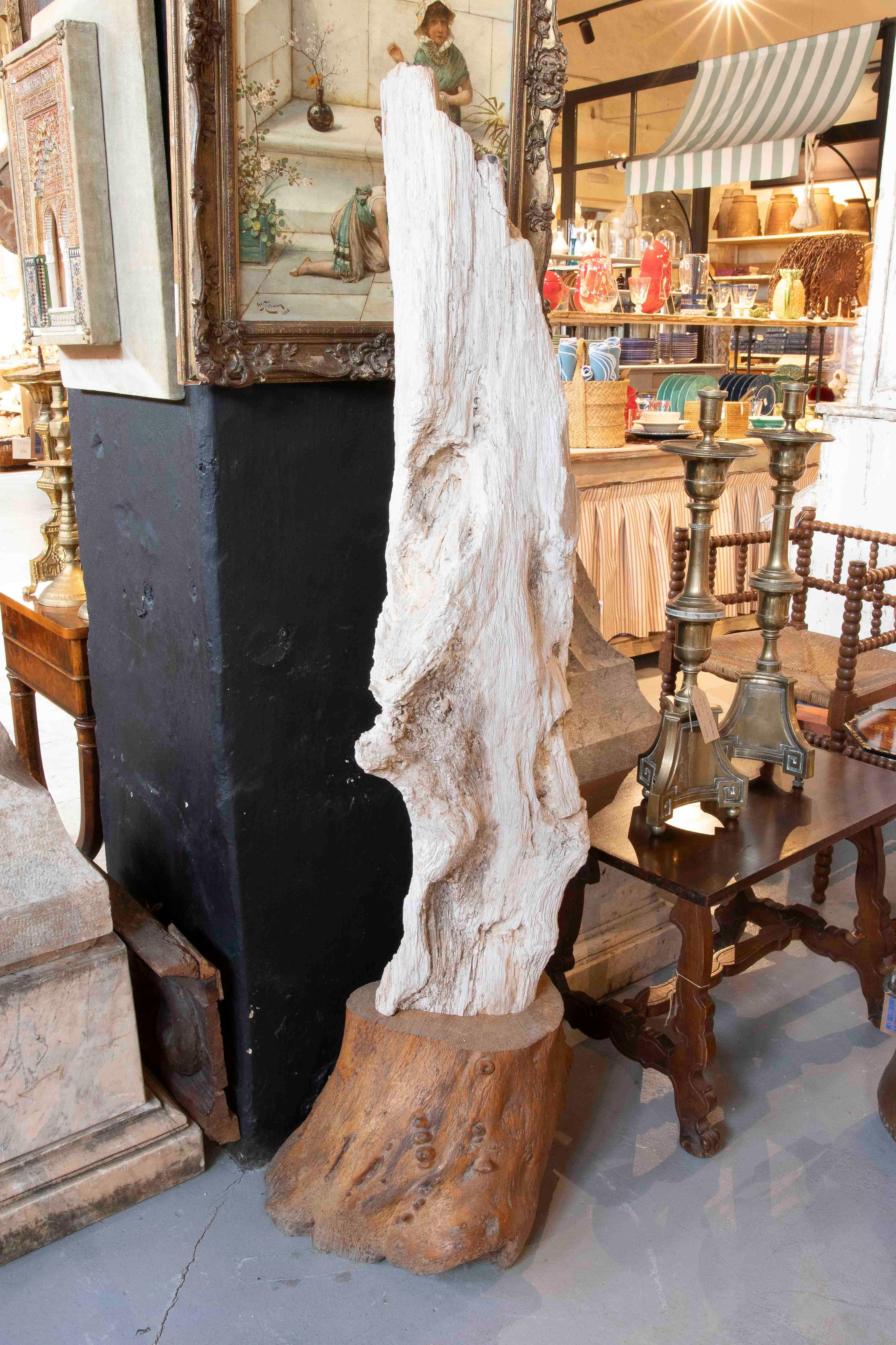 Impressionante scultura decorativa realizzata con un albero fossilizzato, che conserva le sue forme irregolari e la sua struttura naturale. Il pezzo combina una base solida in una tonalità calda con un corpo verticale sbiancato, evidenziando i