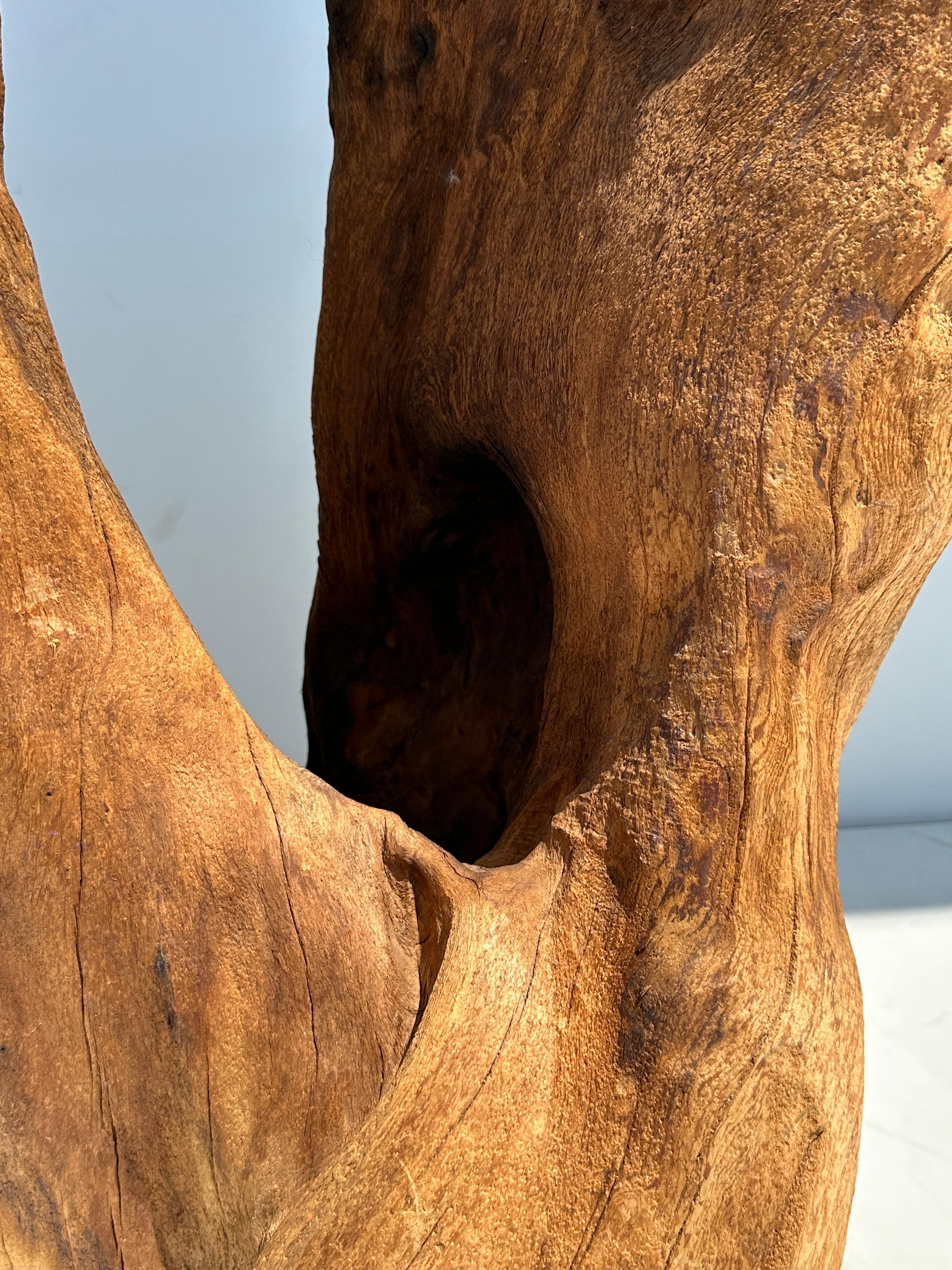 Organic Tree Trunk / Root Console Table For Sale 8