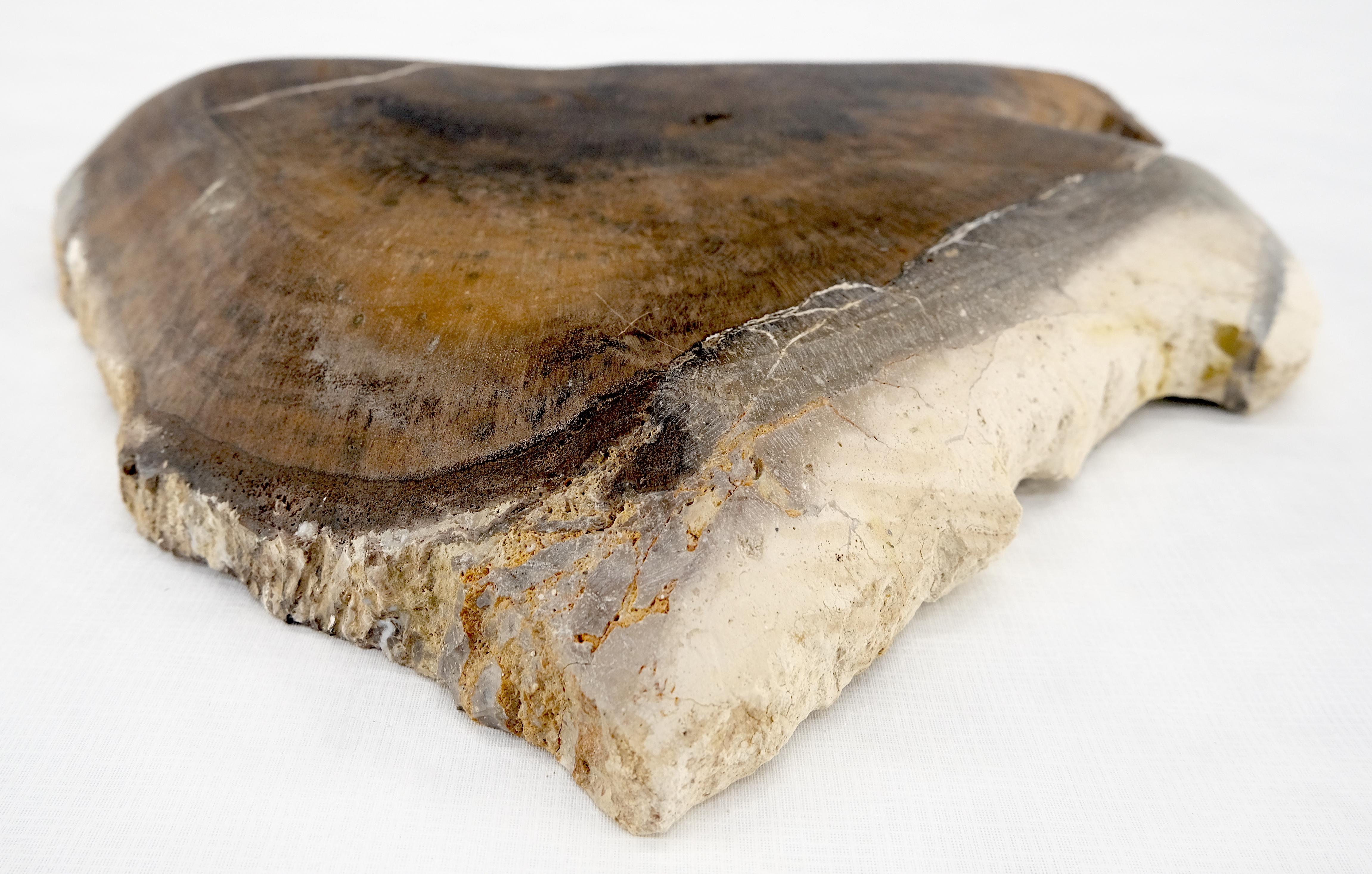Bois fossilisé Cendrier en forme de triangle en bois pétrifié noir et beige Cendrier en forme de bol en bois pétrifié organique en vente