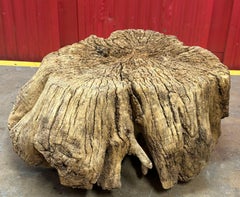 Organic Yumu (Northern Elm) Root-Stock Table