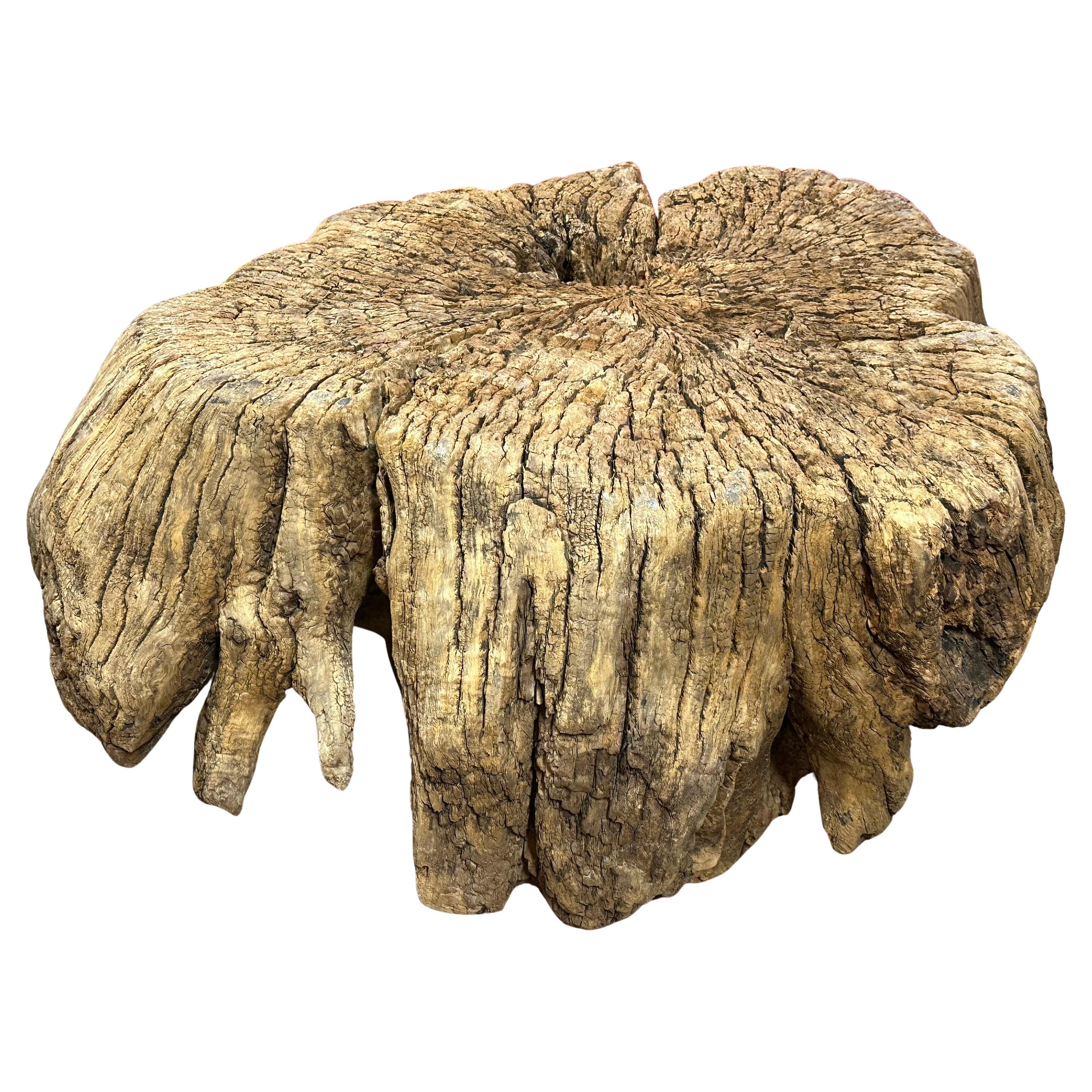 Organic Yumu (Northern Elm) Root-Stock Table For Sale
