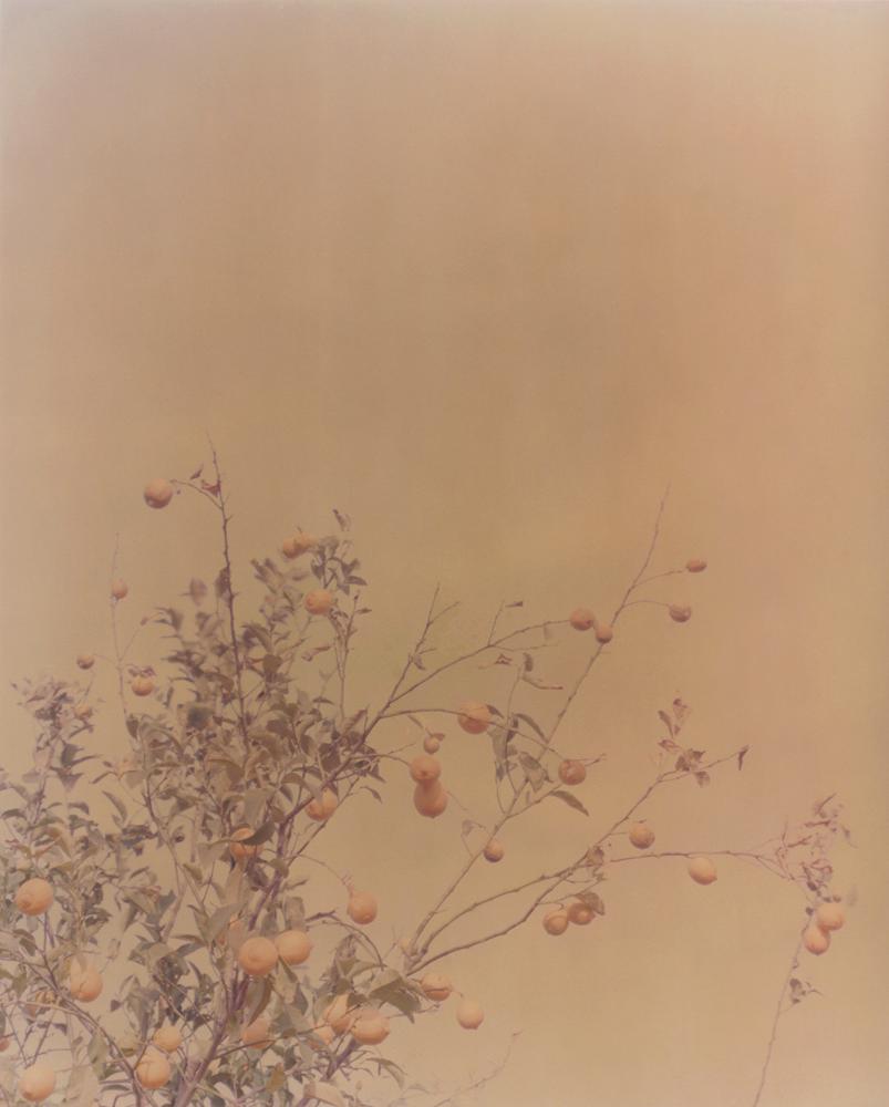Ori Gersht Landscape Photograph - Bloom Orange