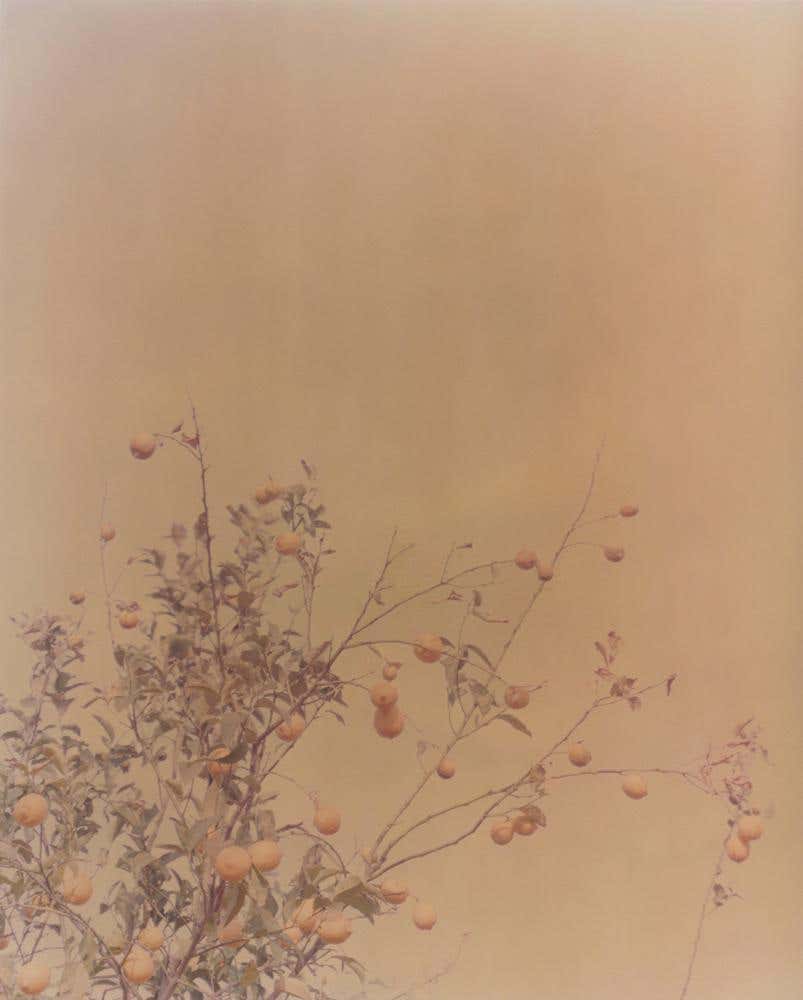 Bloom Orange