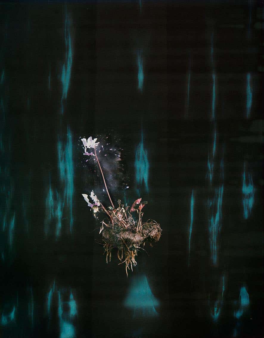 Cyclamen P02