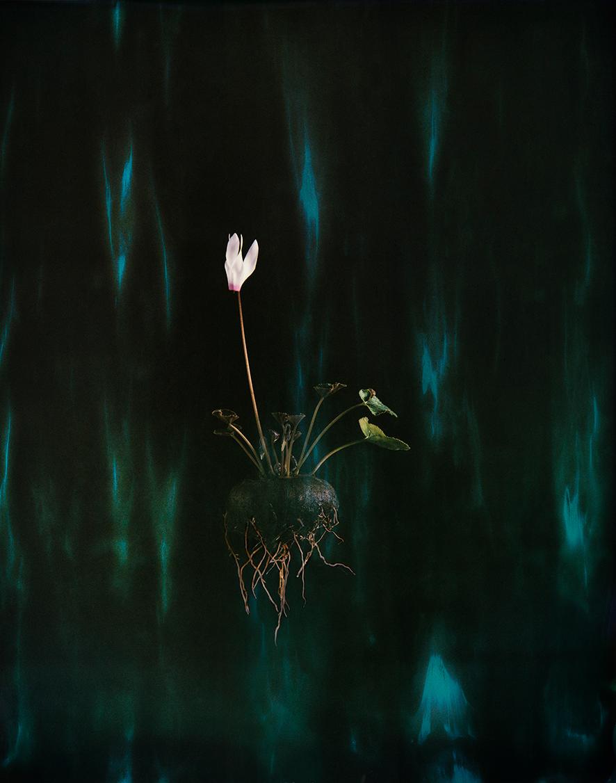 Ori Gersht Still-Life Photograph - Cyclamen P04