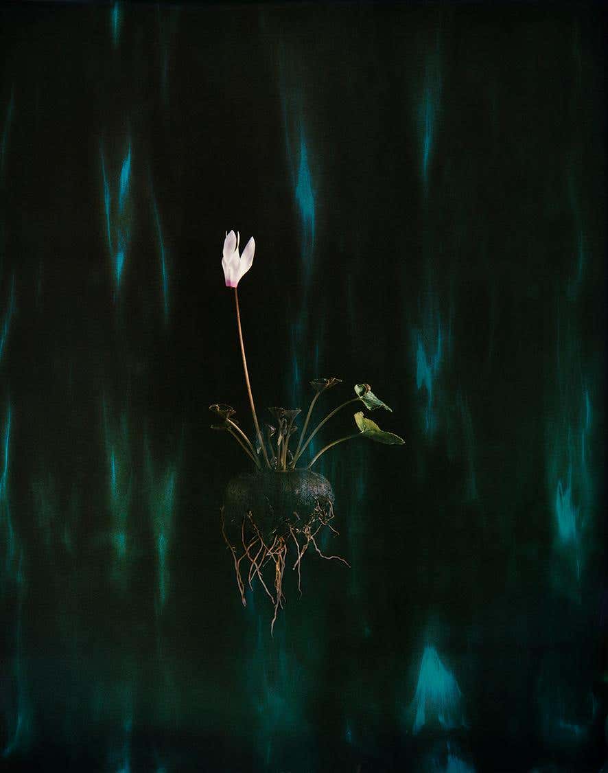 Cyclamen P04