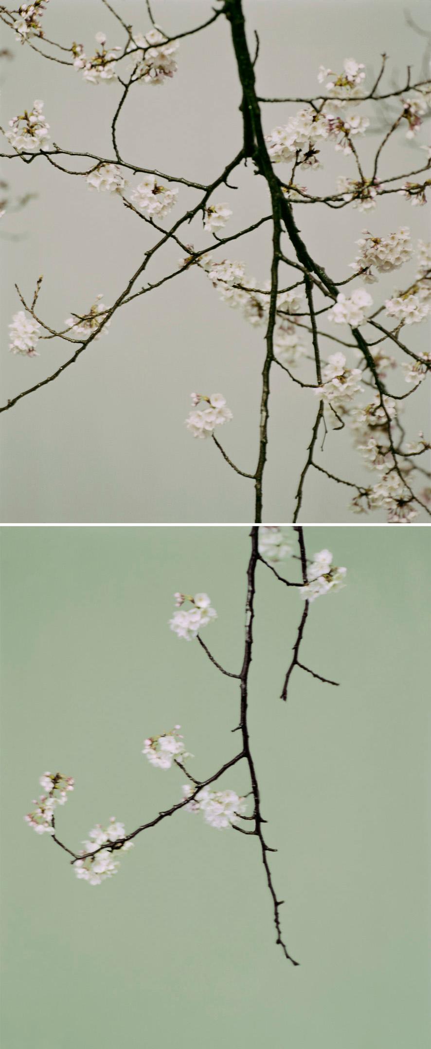 Ori Gersht Color Photograph - Hiroshima Now, Leaning Towards Water (Diptych)