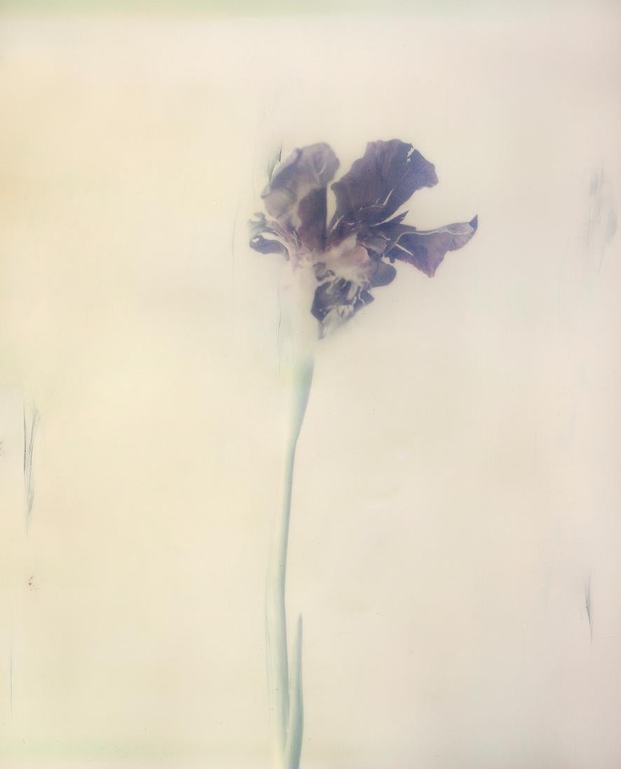 Ori Gersht Still-Life Photograph – Iris Atropurpea 01W P