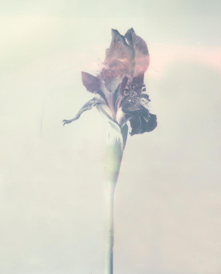 Ori Gersht Still-Life Photograph – Die Iris Atropurpea 03W P