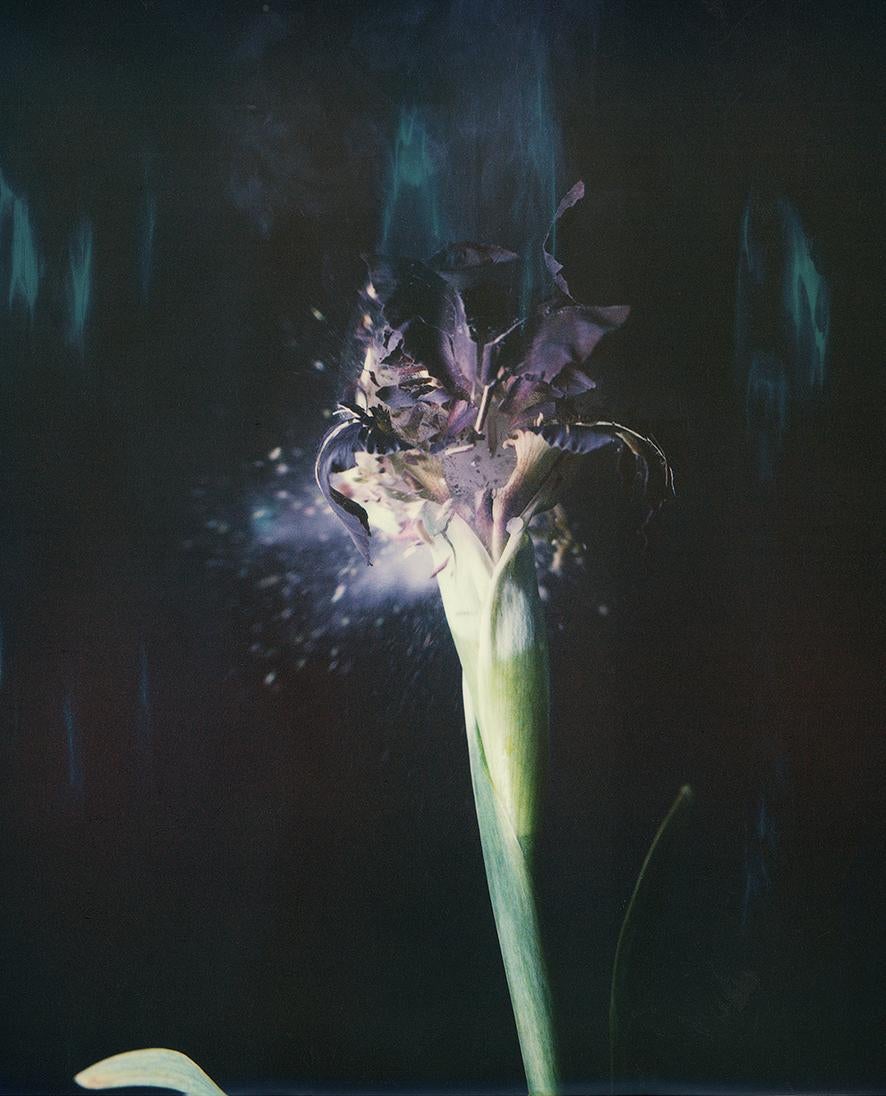 Ori Gersht Still-Life Photograph – Iris Atropurpea 04B P