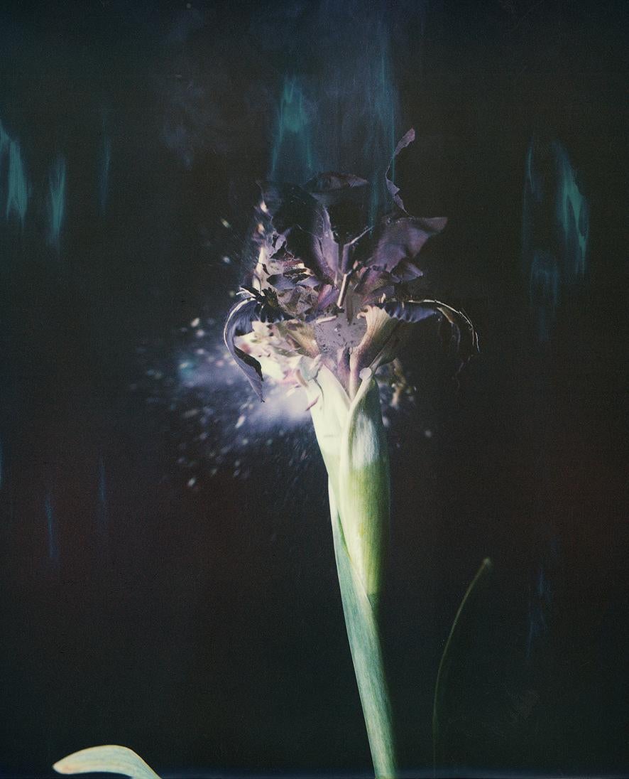 Ori Gersht Still-Life Photograph - Iris Atropurpea 04B P