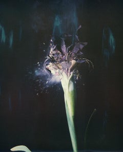 Iris Atropurpea 04B P