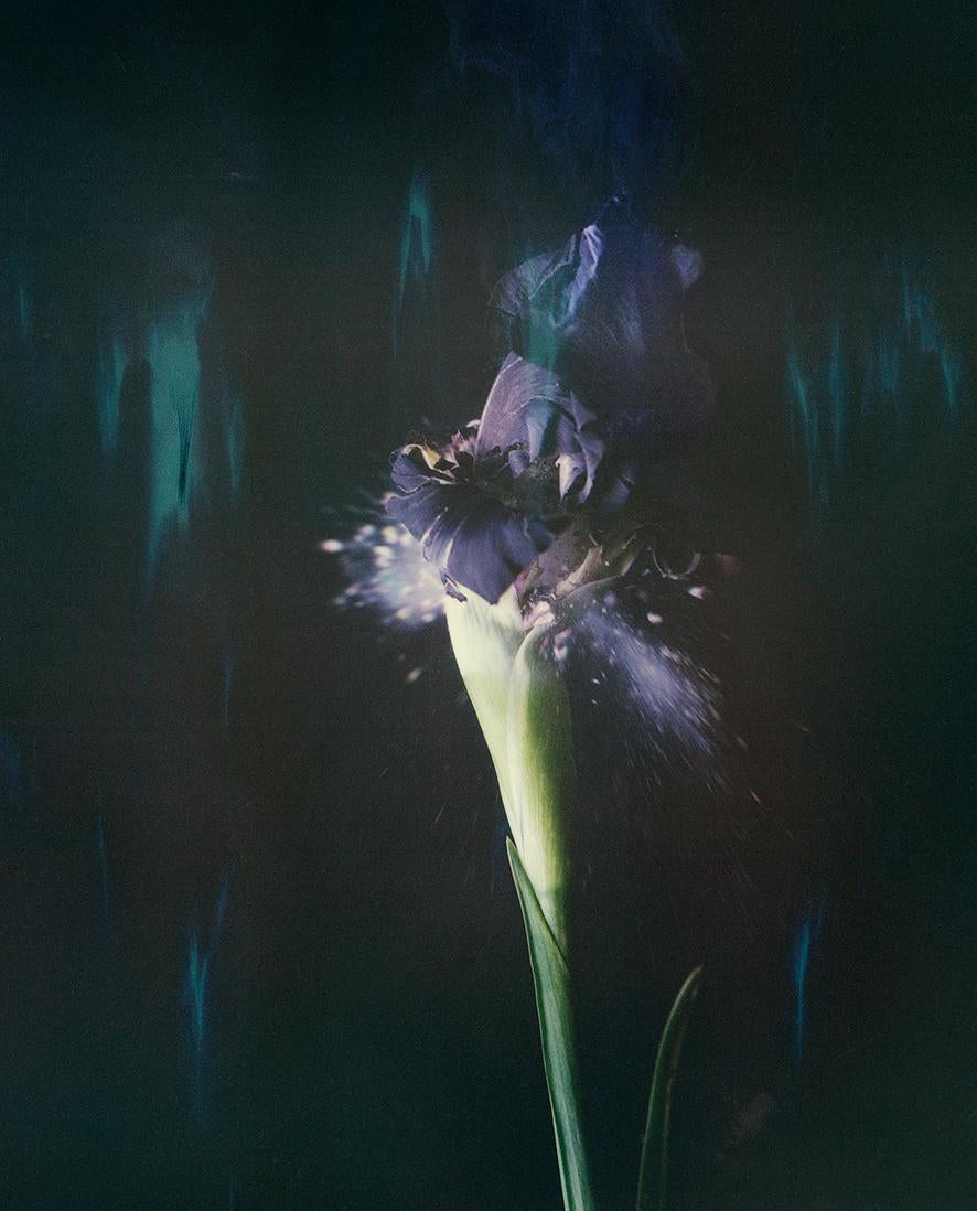 Ori Gersht Still-Life Photograph – Iris Atropurpea 05B P