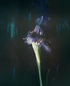 Iris Atropurpea 05B P