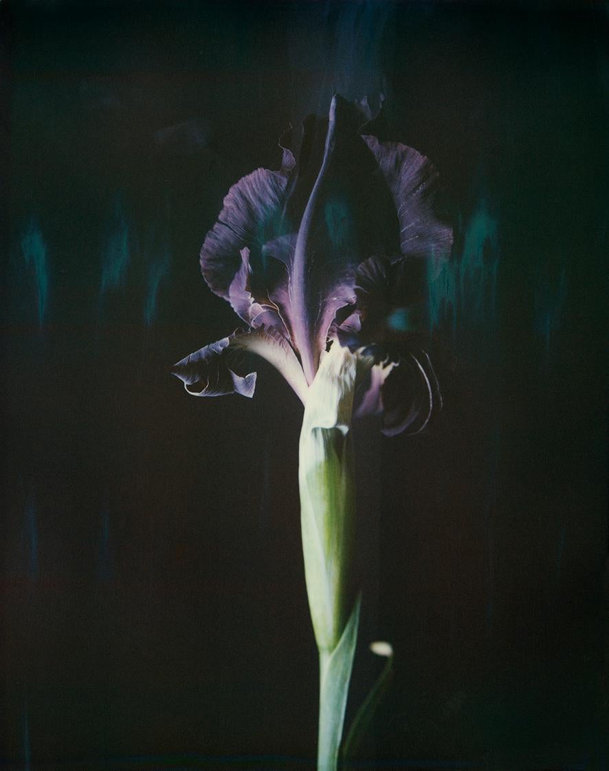 Ori Gersht Still-Life Photograph - Iris Atropurpea 06B P