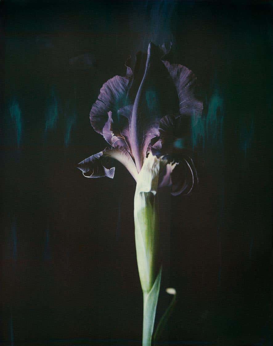 Iris Atropurpea 06B P