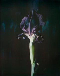 Iris Atropurpea 06B P