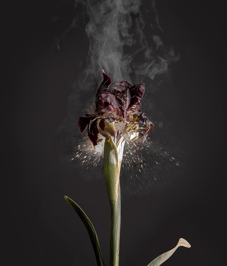 Ori Gersht Still-Life Photograph - Iris Atropurpea D01