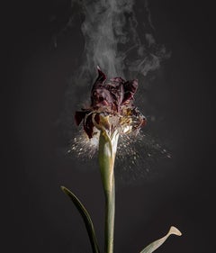 Iris Atropurpea D01