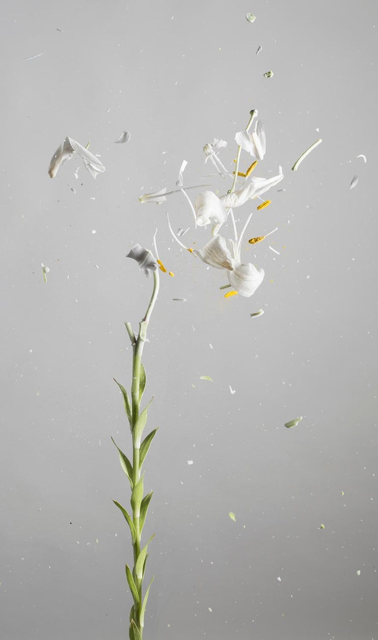 <i>Lilium Candidum D02</i>, 2018, by Ori Gersht, offered by Yancey Richardson Gallery