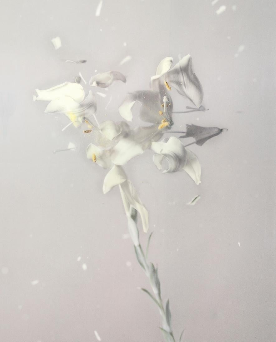 Ori Gersht Still-Life Photograph - Lilium Candidum P01