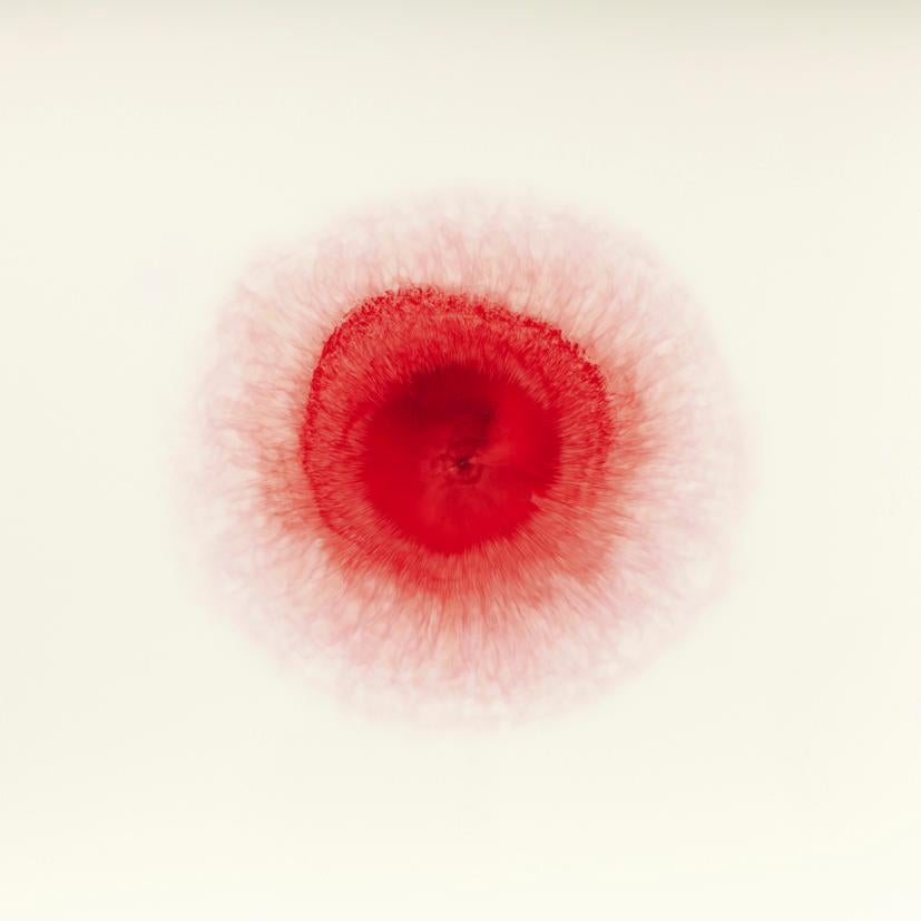 Color Photograph de Ori Gersht - Quiéreme, no me quieras, sin título 10