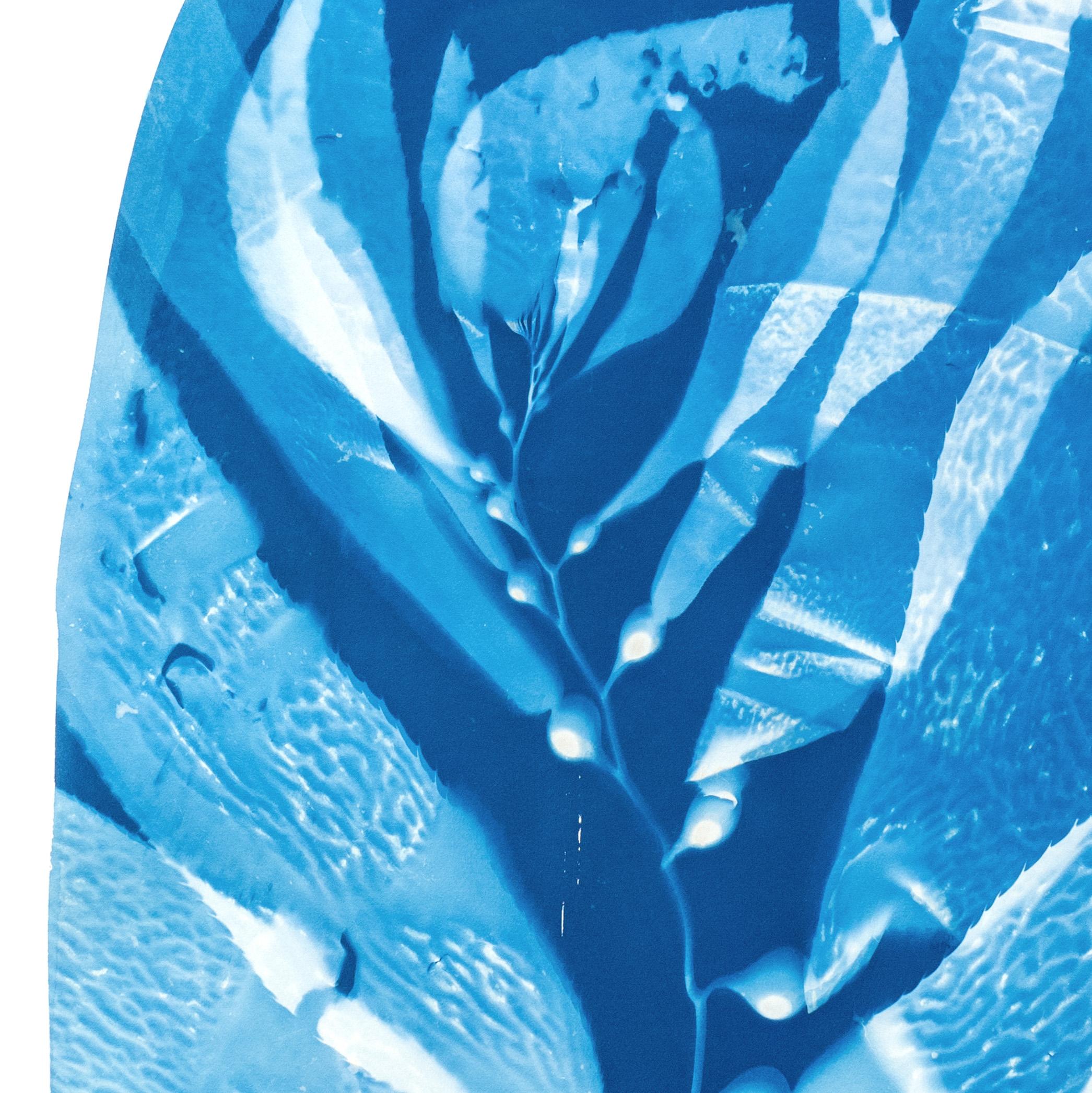 Nature Cyanotype Contact Print, 