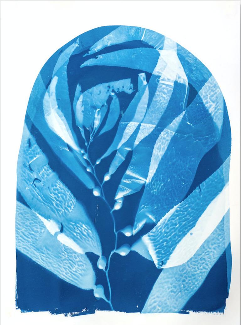 Oriana Poindexter Color Photograph - Nature Cyanotype Contact Print, "Giant Kelp Study 35, Point La Jolla" 2022