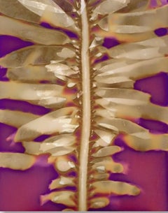 Impresión fotográfica, "Boa de plumas Estudio 15"