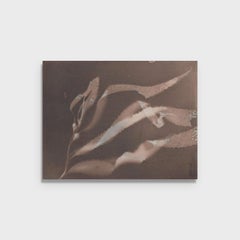 Stampa fotografica, "Studio sul kelp gigante 47"