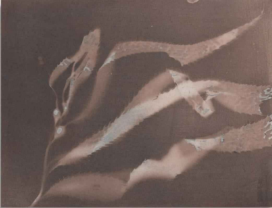 Fotodruck, „Giant Kelp Study 47“, Fotodruck – Photograph von Oriana Poindexter