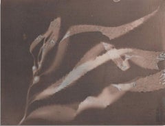 Photographic Print, "Giant Kelp Study 47"