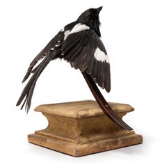 Oriental Magpie Robin Fine Taxidermy by DS&vT