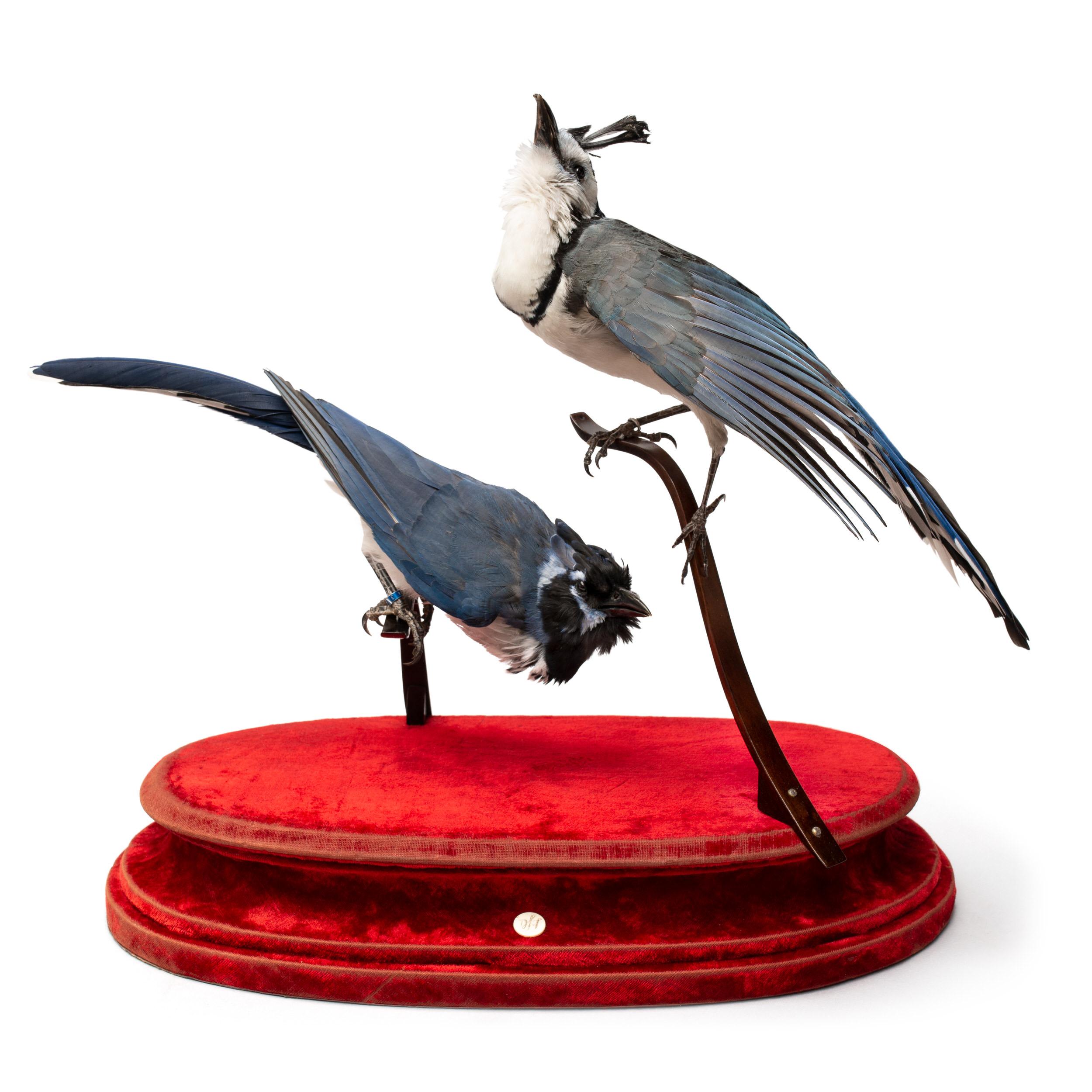 Oriental Magpie Robin Fine Taxidermy by DS&vT (Tierleder)