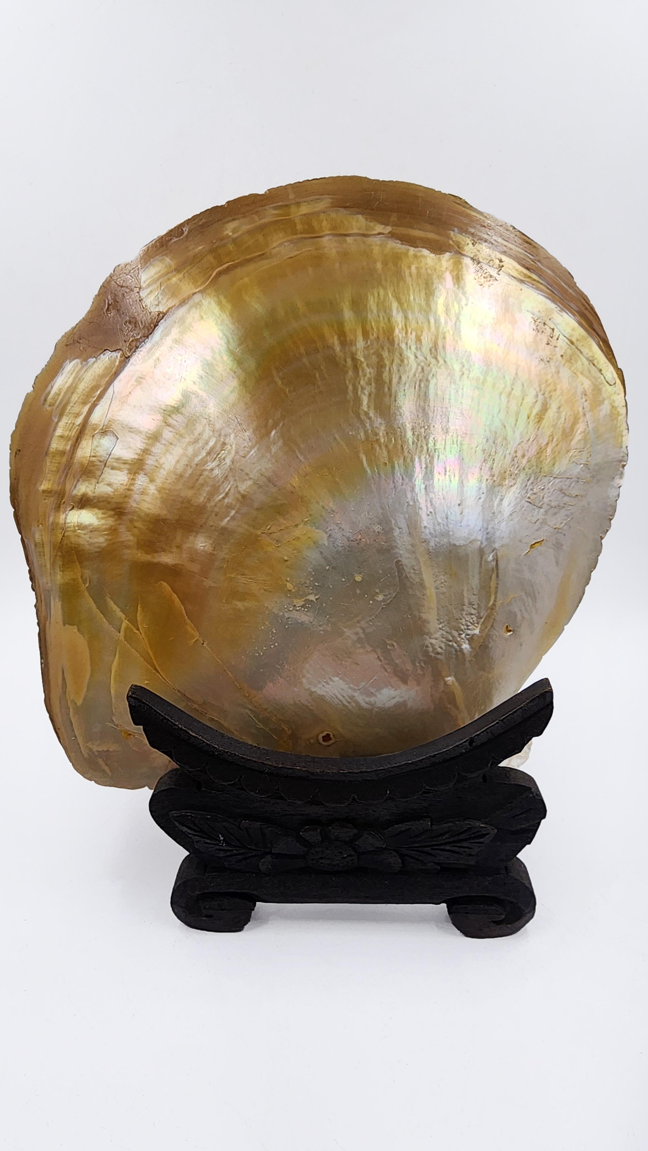 20ième siècle Coquillage oriental sculpté en bas-relief en vente