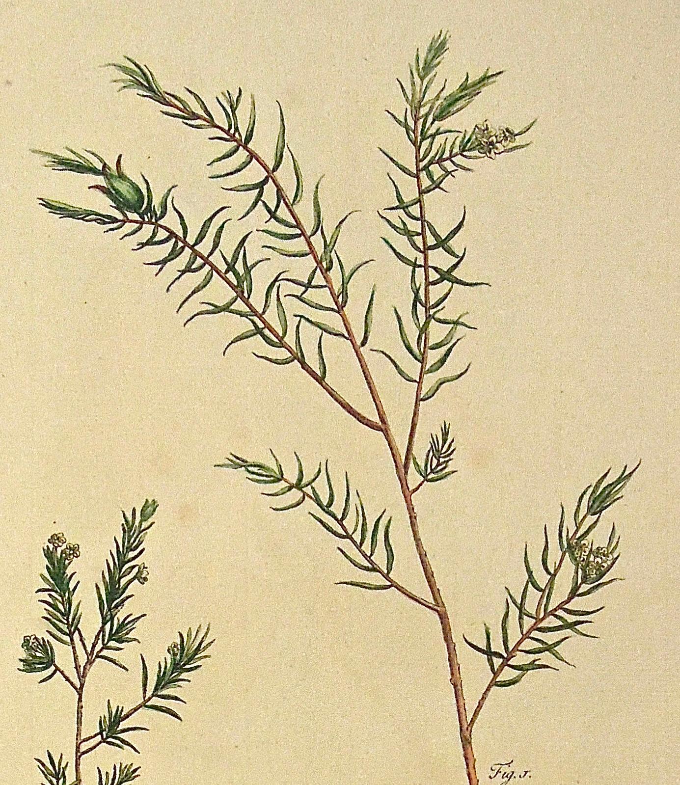 Diosma.
Upper Right: Pl. CXXIV. Lower Left: R. Lancake delin. Lower Center: Publish'd according to Act of Parliament by P. Miller Octr. 24:1756. Lower Right: I. S. Miller Sculp.
Author: Philip Miller
Source / Publication: The Gardener's