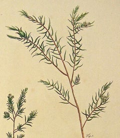 Original 1750s Antique Botanical Print of Diosma from The Gardener’s Dictionary