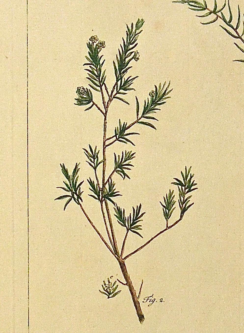 British Original 1750s Antique Botanical Print of Diosma from The Gardener’s Dictionary  For Sale