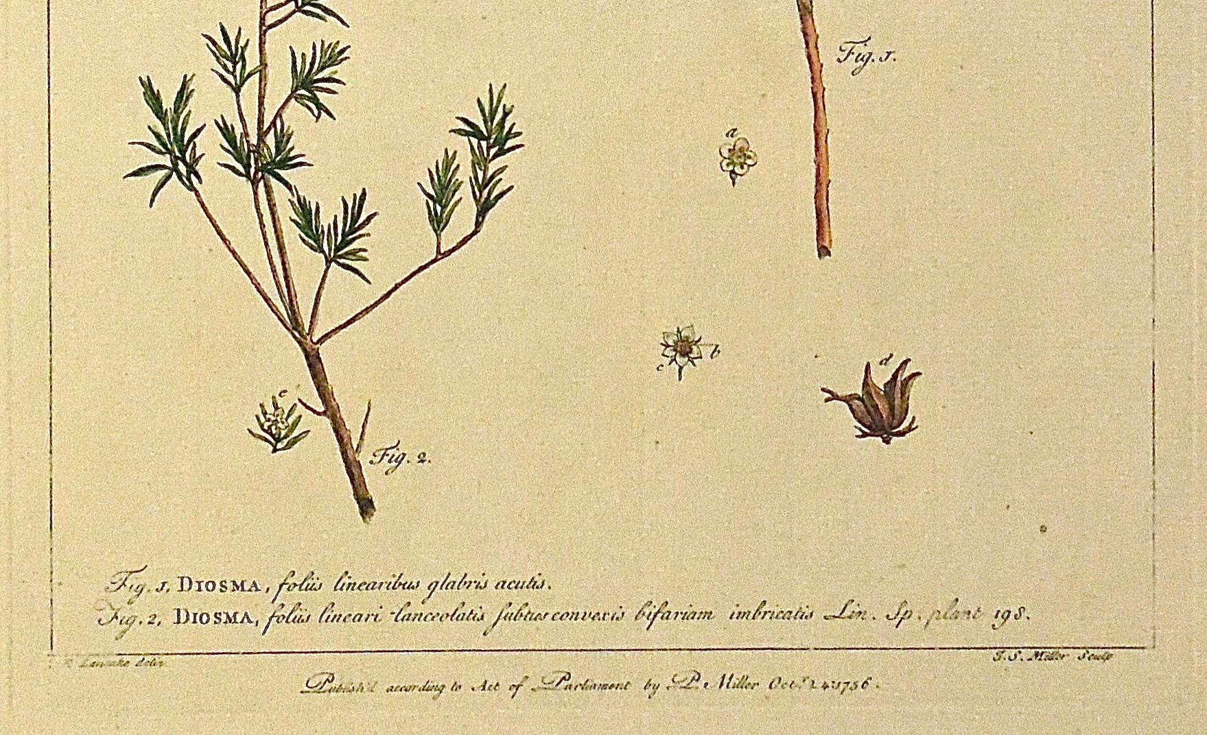 Gravé Gravure botanique originale des années 1750 de Diosma, tirée du The Gardener's Dictionary  en vente