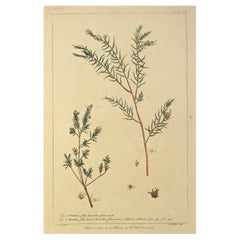 Original 1750s Antique Botanical Print of Diosma from The Gardener’s Dictionary