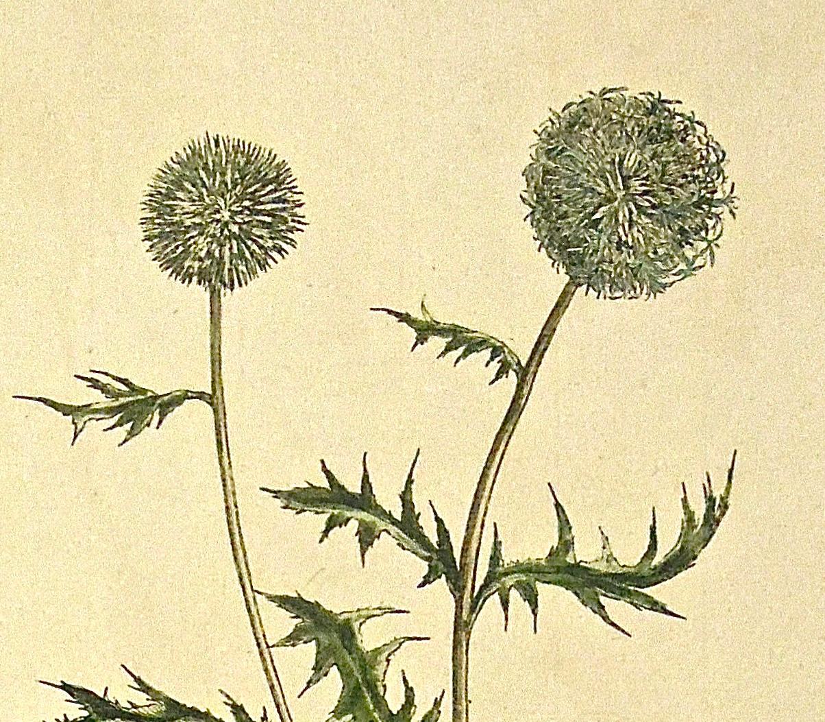 Echinops.
En haut à droite : Pl. CXXX. En bas à gauche : R. Lancake delin. Centre inférieur : Publié conformément à l'acte du Parlement par P. Miller le 30 novembre 1756. En bas à droite : I+I Miller Sculp.
Auteur : Philips Miller
Source /