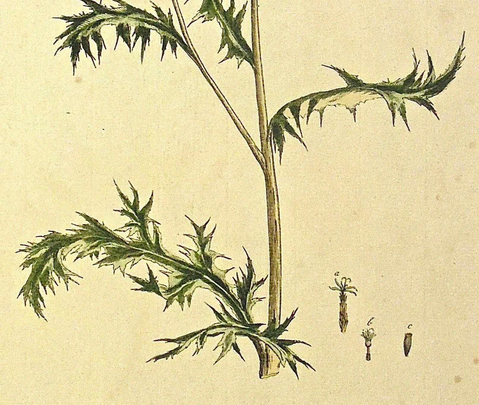 Britannique Gravure botanique originale des années 1750 de l'Echinops - The Gardener's Dictionary  en vente