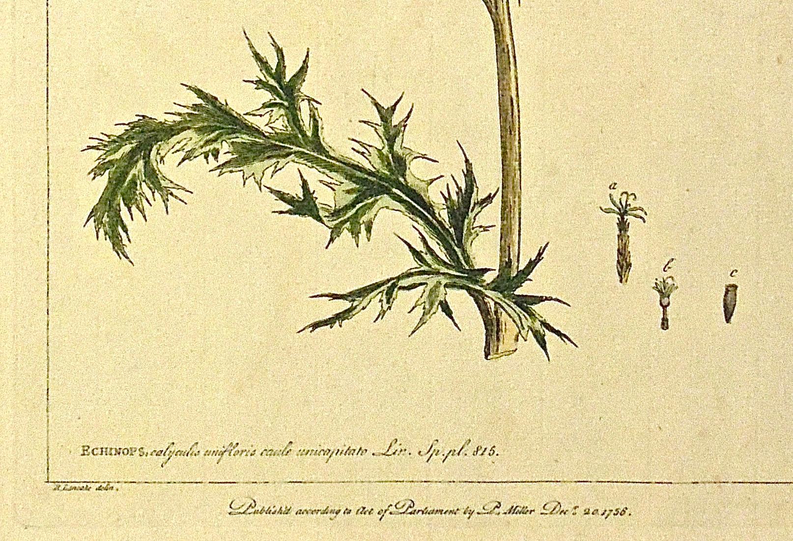 Engraved Original 1750s Antique Botanical Print of Echinops - The Gardener’s Dictionary  For Sale