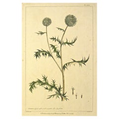 Original 1750s Antique Botanical Print of Echinops - The Gardener’s Dictionary
