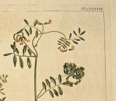 Original 1750s Antique Botanical Print of Hippocrepis - Gardener’s Dictionary