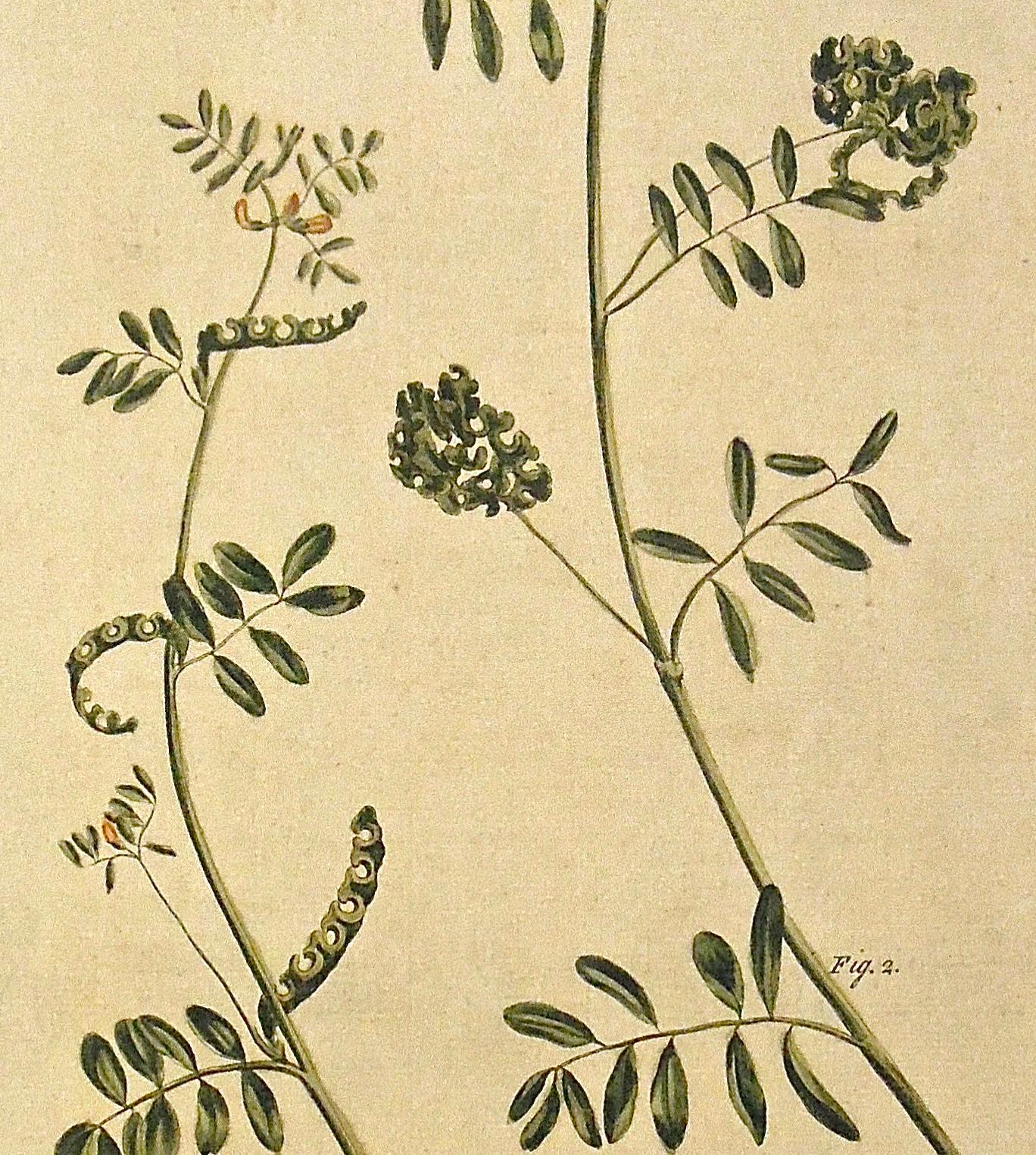 Britannique Gravure botanique originale des années 1750 de l'Hippocrepis - Dictionnaire du Jardinier  en vente